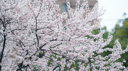 The beautiful blossoms blooming in the park in spring