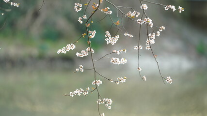 The beautiful blossoms blooming in the park in spring