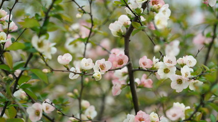 The beautiful blossoms blooming in the park in spring