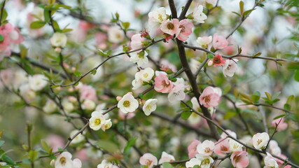 The beautiful blossoms blooming in the park in spring