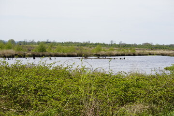 Moorgebiet in Nrw  in deutschland