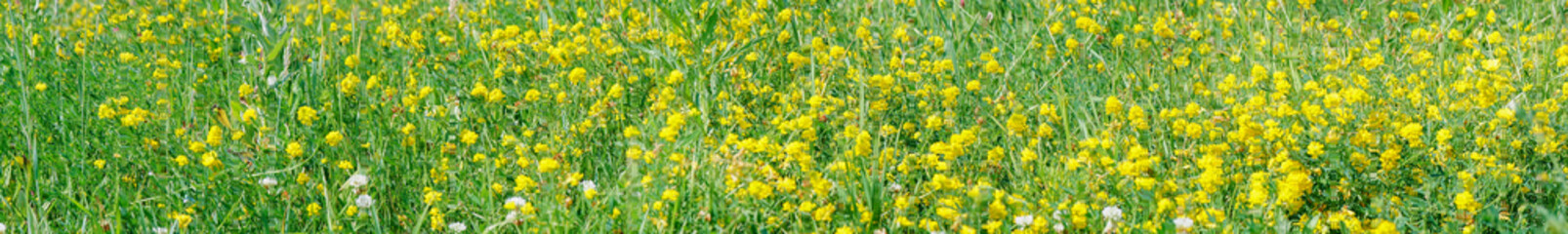 Obraz premium Wild yellow flowers of Meadow pee or Meadow vetchling are swayed by a light breeze. Lathyrus pratensis