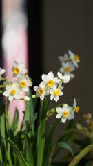 The beautiful blossoms blooming in the park in spring