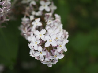 lilac flowers