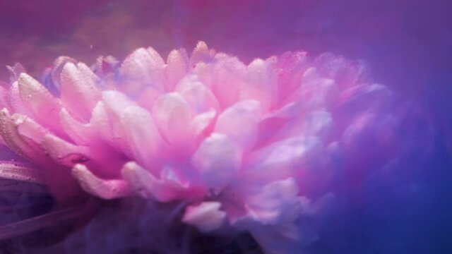 The white chrysanthemum flower swirls under the water in blue pink and purple flowers. Bubbles rise up