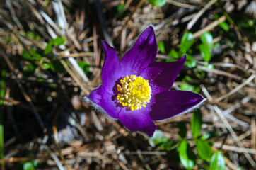 blooming snowdrop flower with purple petals and yellow-orange center outdoors. Close-up.