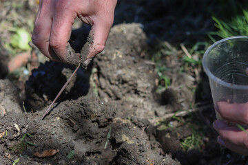Man collects worms. Breeding earthworms for use in vermicomposting.