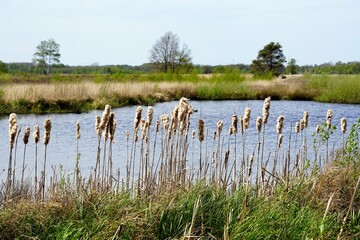 Im grossen Moor,Rohrkolben-Arten sind sommergrüne, ausdauernde krautige Pflanzen. Es sind Wasser- und Sumpfpflanzen (Hydrophyten, Helophyten) mit kräftigen unterirdisch kriechenden Rhizomen. 