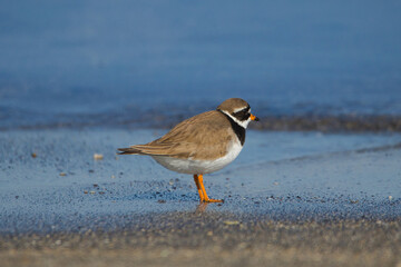 Common ringed plover on a beach in Iceland
