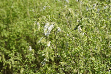 background with herb