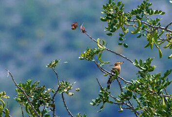 Common Hoopoe perched on a tree © ilde mendoza