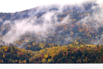 Fototapeta premium 霧が立ち込める阿寒湖の原生林の紅葉