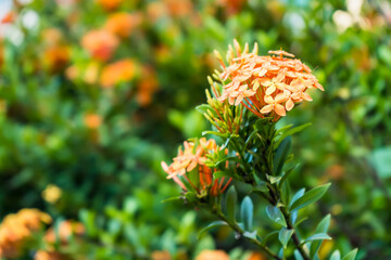 Orange spike flowers are blooming