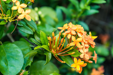 Orange spike flowers are blooming