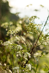 Abstract blur nature green background with beautiful bokeh