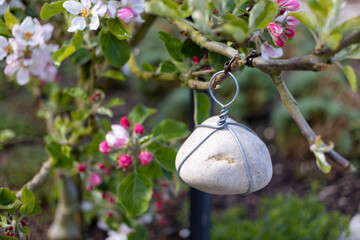 Close up of a fruit tree limb with a stone weight to train the shape