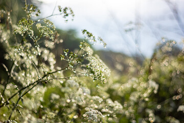 Abstract blur nature green background with beautiful bokeh