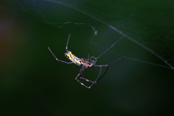 A spider is making a web in the wild, North China