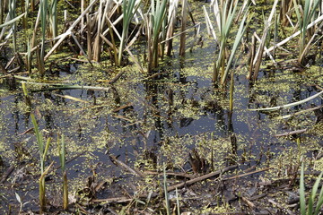 im Moor verschiedene Gräser 