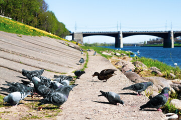Fototapeta premium TVER, Russia, May 2021: View of the Novovolzhsky Bridge on the Volga River from the Afanasy Nikitin Embankment in Tver. Birds on the bank of the Volga river on the background of the bridge.