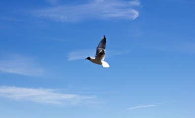 Beautiful seagull on a blue sky background on a sunny day. Volga white gull.