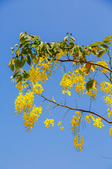Yellow blossom of Cassia fistula (Yellow tree in Israel). Tree of yellow rain
