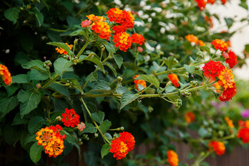 Blooming bush of yellow and orange flowers. Spring season. Tropic country. Old blooming park. Spring in a park
