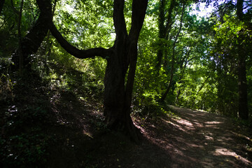 Lungo il sentiero del granchio nero nelle Marche