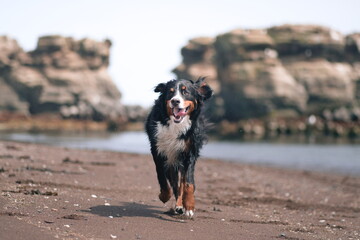 Plakat dog on the beach