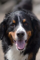 bernese mountain dog