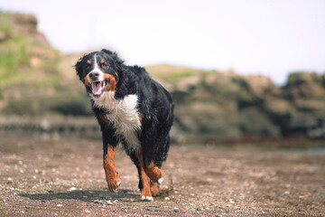 bernese mountain dog