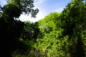 Obraz premium Vegetazione lungo il sentiero del gambero nero nelle Marche