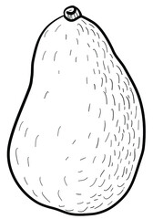 graphic image on a white background of whole avocado fruits, halves of avocado fruits, slices