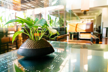 Spotted betel in pot on table