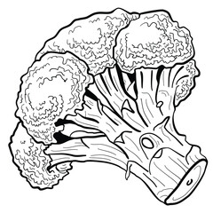 graphic realistic vector image of broccoli