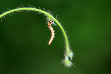 A Lepidoptera larva in nature, North China