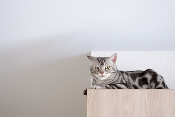 American shorthair male cat tabby classic silver color is looking and lying on wooden cabinet, Backdrop of white wall with copy space, Pet and Built in furniture modern minimal style in living room.