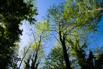 Vegetazione lungo il sentiero del gambero nero nelle Marche