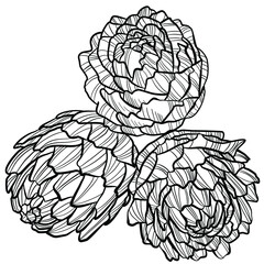 graphic vector image of artichoke flower on white background