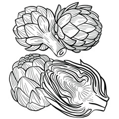 set of graphic vector image of artichoke flower on white background