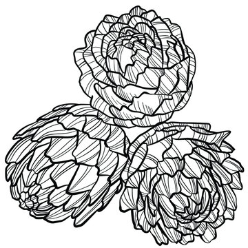 graphic vector image of artichoke flower on white background