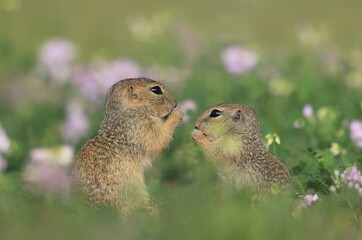 Little european ground squirrel sitting in the grass. (Spermophilus citellus). Two young ground squirrel . Wildlife scene from nature.