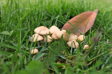 May mushroom in green grass (Calocybe gambosa)