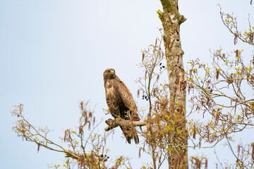 Impressive buzzard, buteo buteo, sitting on a branch in the spring with copy space. Dominant bird...