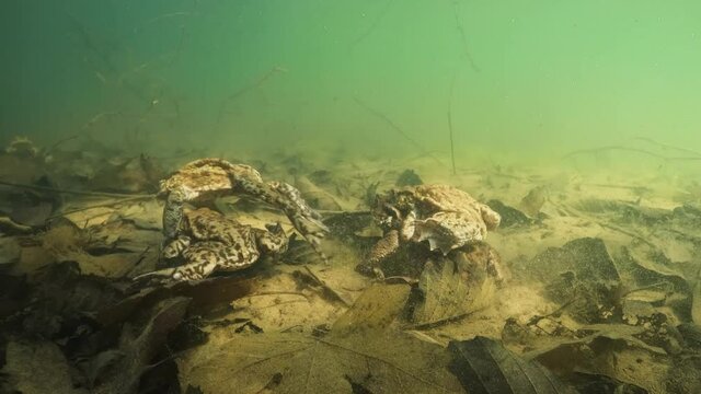Underwater footage of Common toad (Bufo bufo) in Amplex. European toad swimming underwater. Swimming frogs in pond habitat. Spring underwater. Clear water