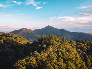 Naklejka premium Mountain and tree Landscape in summer