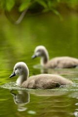 Junge Küken von Schwänen schwimmen auf dem Wasser