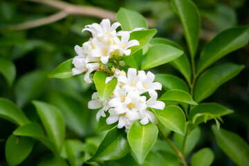 orange jasmine with green leaves background