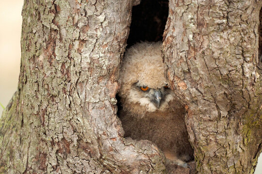 Wild eagle owl chick. Six weeks old bird sits in a hollow tree. The orange eyes look at you