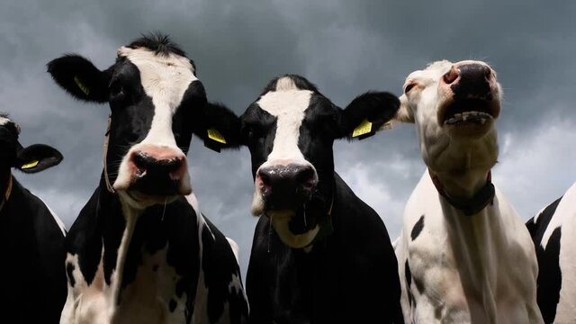 Hypersalivation by cattle. White Friesian Holstein dairy cow looking into the camera and ruminating. Her slimy saliva droplet or drooling snot hanging loose in the air. Cute and funny cow chewing.